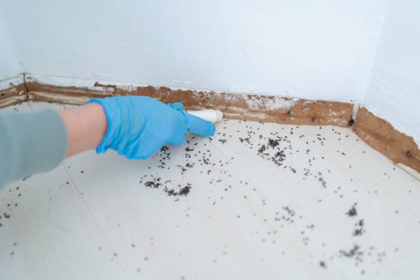 Best Pest Control Near Me in Vidalia, GA